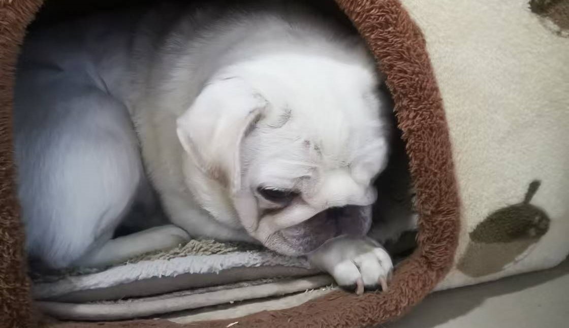 Featured image of post 小白的悲剧